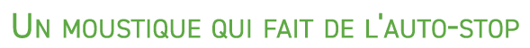 Un moustique qui fait de l'auto stop