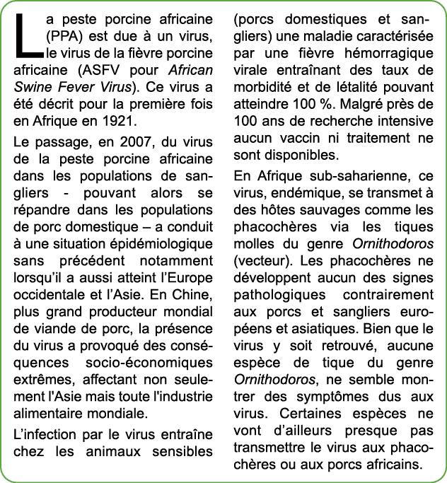 La peste porcine africaine (PPA) est due  un virus, le virus de la fi vre porcine africaine (ASFV pour African Swine...