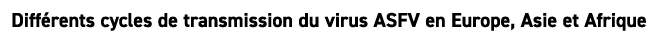 Diff rents cycles de transmission du virus ASFV en Europe, Asie et Afrique