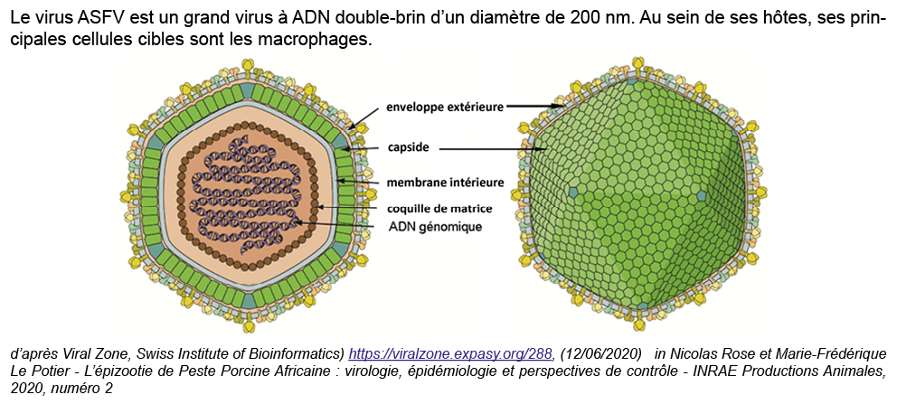 Le virus ASFV est un grand virus  ADN double brin d’un diam tre de 200 nm. Au sein de ses h tes, ses principales cel...