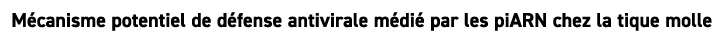 M canisme potentiel de d fense antivirale m di par les piARN chez la tique molle