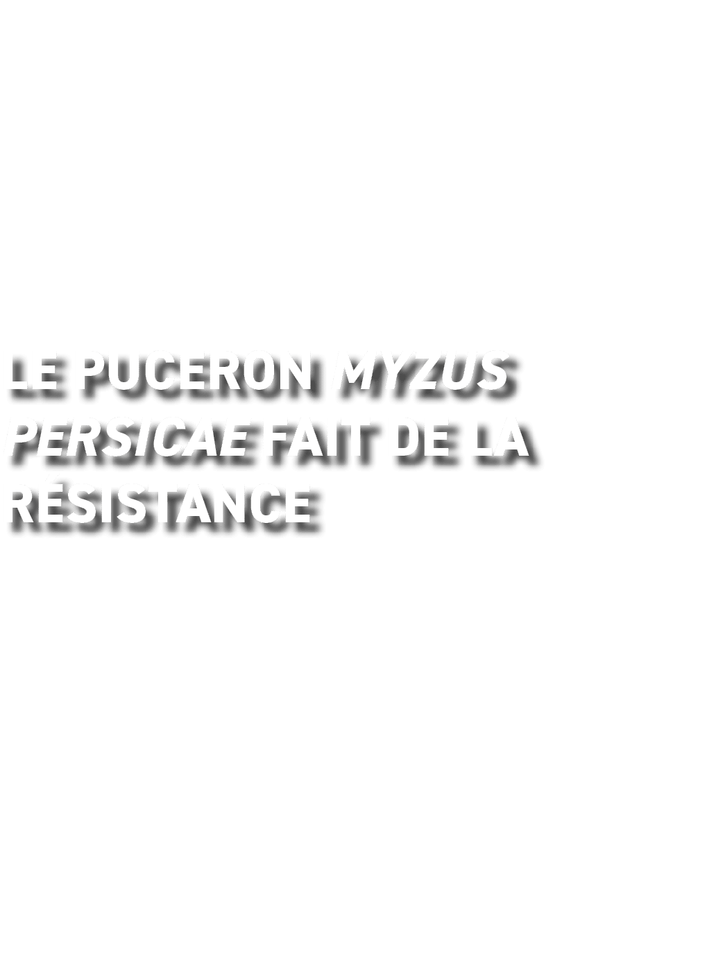 Le puceron Myzus persicae fait de la r sistance 