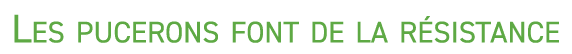 Les pucerons font de la r sistance