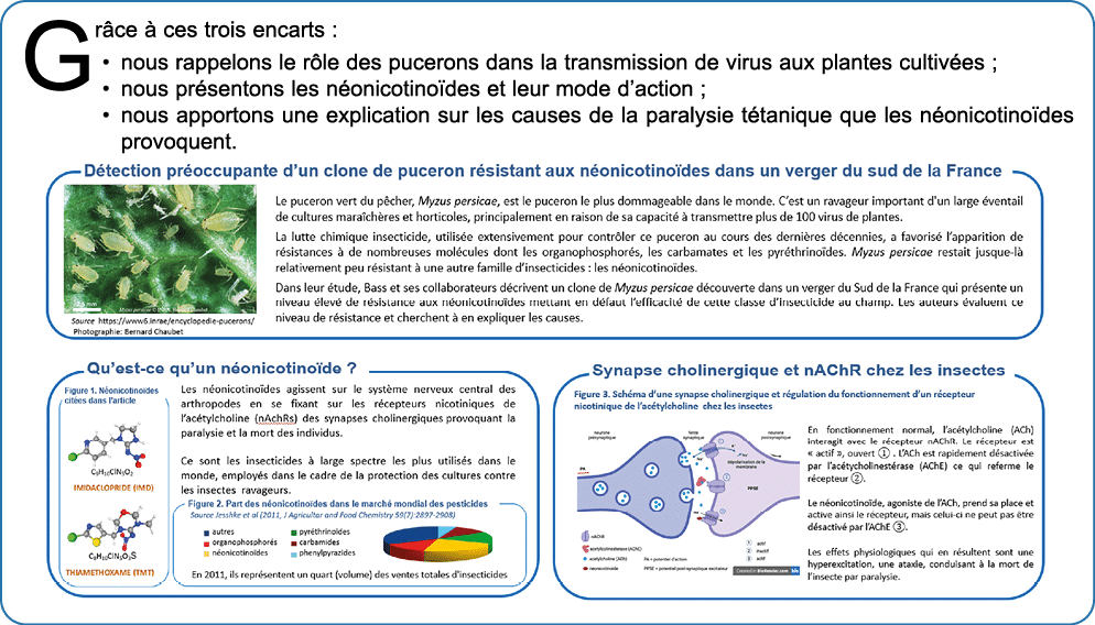 Gr ce  ces trois encarts : • nous rappelons le r le des pucerons dans la transmission de virus aux plantes cultiv es...