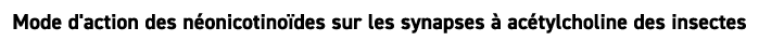 Mode d'action des n onicotino des sur les synapses  ac tylcholine des insectes