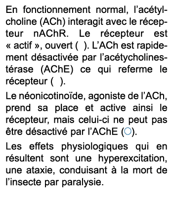 En fonctionnement normal, l’ac tylcholine (ACh) interagit avec le r cepteur nAChR. Le r cepteur est « actif », ouvert...