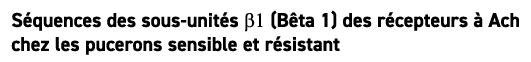 S quences des sous unit s b1 (B ta 1) des r cepteurs  Ach chez les pucerons sensible et r sistant