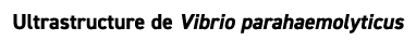 Ultrastructure de Vibrio parahaemolyticus