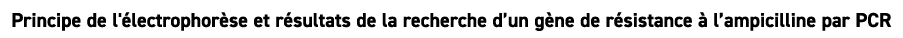 Principe de l' lectrophor se et r sultats de la recherche d’un g ne de r sistance  l’ampicilline par PCR