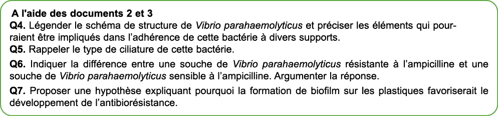 A l'aide des documents 2 et 3 Q4. L gender le sch ma de structure de Vibrio parahaemolyticus et pr ciser les l ments...