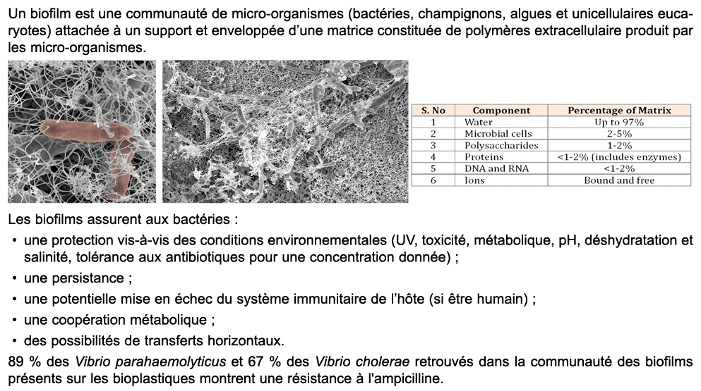 Un biofilm est une communaut de micro organismes (bact ries, champignons, algues et unicellulaires eucaryotes) attac...