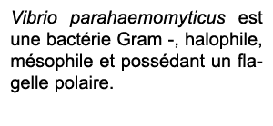 Vibrio parahaemomyticus est une bact rie Gram , halophile, m sophile et poss dant un flagelle polaire. 