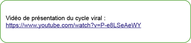 Vid o de pr sentation du cycle viral : https://www.youtube.com/watch?v=P e8LSeAeWY