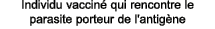 Individu vaccin qui rencontre le parasite porteur de l'antig ne