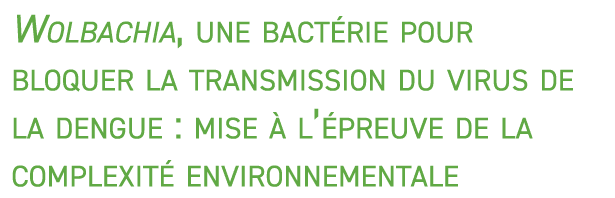 Wolbachia, une bact rie pour bloquer la transmission du virus de la dengue : mise  l’ preuve de la complexit  enviro...