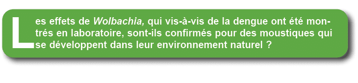 Les effets de Wolbachia, qui vis  vis de la dengue ont  t  montr s en laboratoire, sont ils confirm s pour des moust...