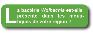 La bact rie Wolbachia est elle pr sente dans les moustiques de votre r gion ?