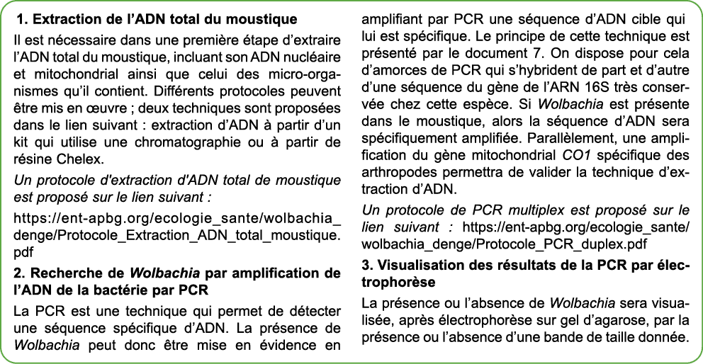 1. Extraction de l’ADN total du moustique Il est n cessaire dans une premi re tape d’extraire l’ADN total du moustiq...