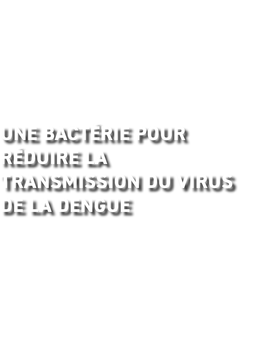 Une bact rie pour r duire la transmission du virus de la dengue
