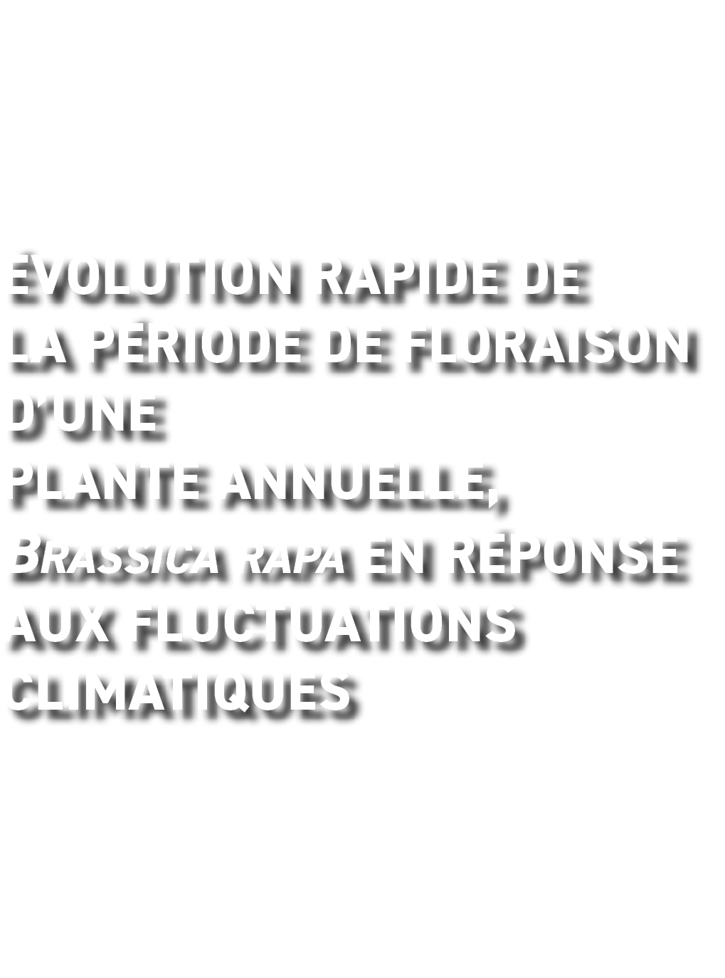  volution rapide de la p riode de floraison d une plante annuelle, Brassica rapa en r ponse aux fluctuations climatiques