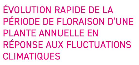  volution rapide de la p riode de floraison d une plante annuelle en r ponse aux fluctuations climatiques