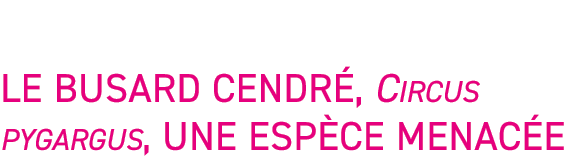 Le busard cendr , Circus pygargus, une esp ce menac e