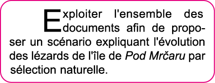 Exploiter l'ensemble des documents afin de proposer un sc nario expliquant l' volution des l zards de l' le de Pod Mr   