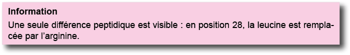 Information Une seule diff rence peptidique est visible : en position 28, la leucine est remplac e par l arginine 