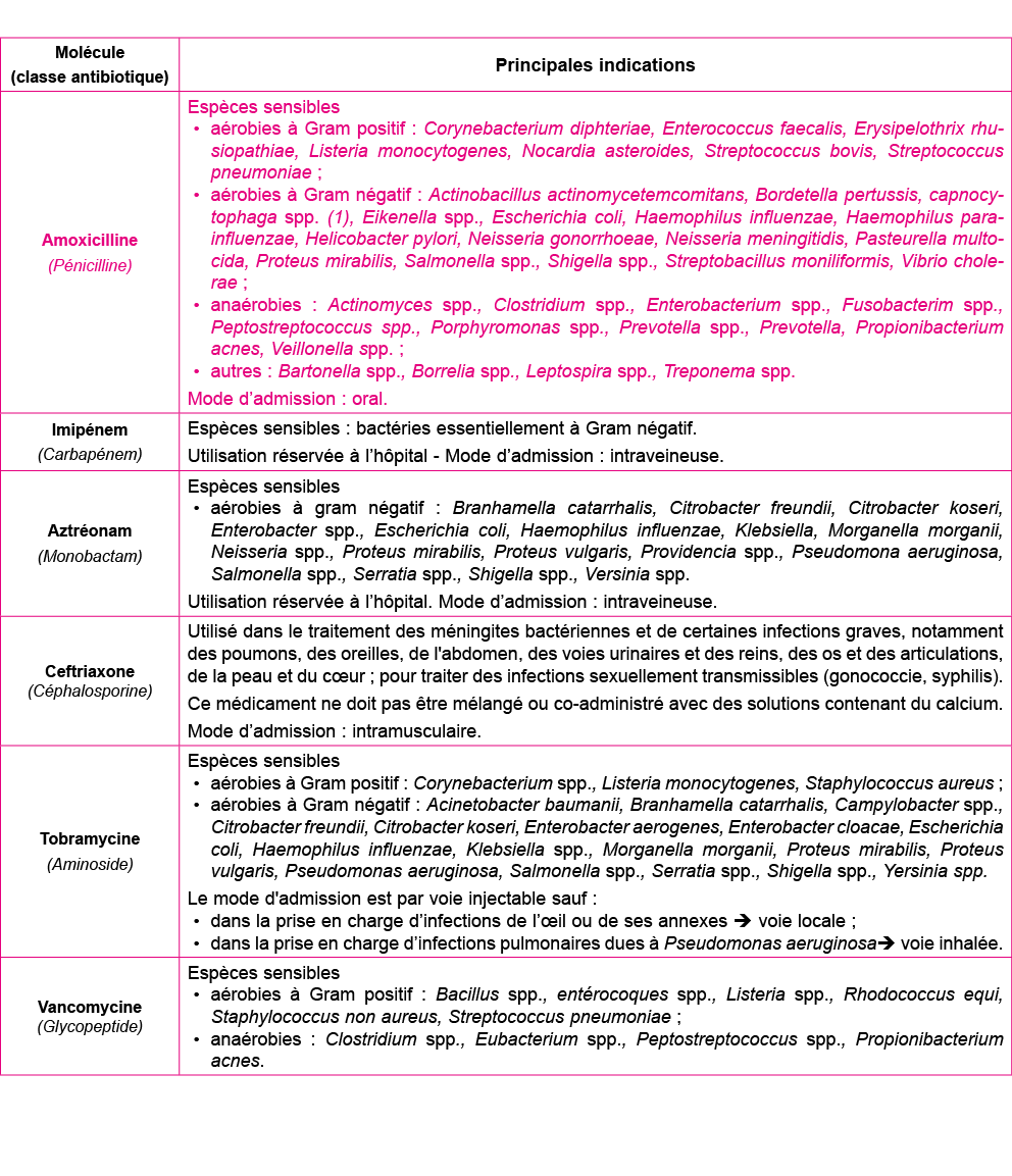 Mol cule (classe antibiotique),Principales indications,Amoxicilline (P nicilline),Esp ces sensibles a robies   Gram p   