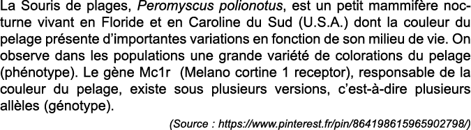 La Souris de plages, Peromyscus polionotus, est un petit mammif re nocturne vivant en Floride et en Caroline du Sud (   