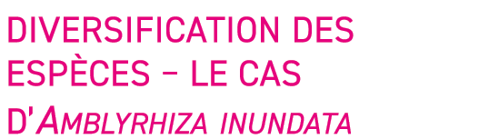 Diversification des esp ces   Le cas d Amblyrhiza inundata