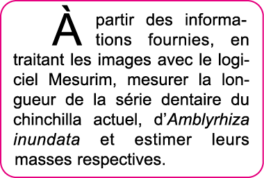   partir des informations fournies, en traitant les images avec le logiciel Mesurim, mesurer la longueur de la s rie    