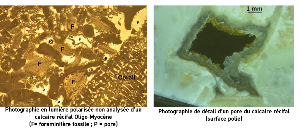  Photographie en lumi re polaris e non analys e d un calcaire r cifal Oligo-Myoc ne (F  foraminif re fossile ; P   po   