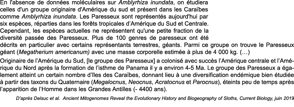 En l'absence de donn es mol culaires sur Amblyrhiza inundata, on  tudiera celles d'un groupe originaire d'Am rique du   