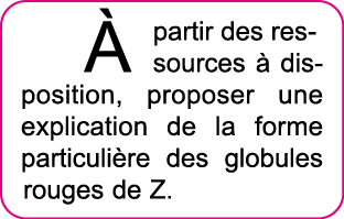   partir des ressources   disposition, proposer une explication de la forme particuli re des globules rouges de Z 