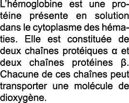 L h moglobine est une prot ine pr sente en solution dans le cytoplasme des h maties  Elle est constitu e de deux cha    