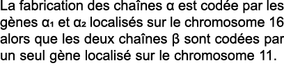 La fabrication des cha nes   est cod e par les g nes  1 et  2 localis s sur le chromosome 16 alors que les deux cha n   