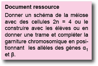 Document ressource Donner un sch ma de la m iose avec des cellules 2n   4 ou le construire avec les  l ves ou en donn   