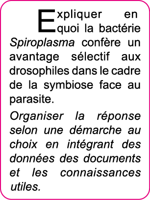 Expliquer en quoi la bact rie Spiroplasma conf re un avantage s lectif aux drosophiles dans le cadre de la symbiose f   
