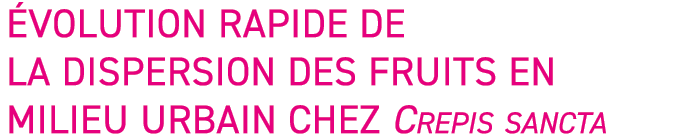  volution rapide de la dispersion des fruits en milieu urbain chez Crepis sancta