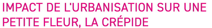 Impact de l'urbanisation sur une petite fleur, la cr pide