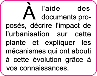   l'aide des documents propos s, d crire l'impact de l'urbanisation sur cette plante et expliquer les m canismes qui    