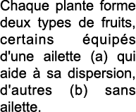 Chaque plante forme deux types de fruits, certains  quip s d'une ailette (a) qui aide   sa dispersion, d'autres (b) s   
