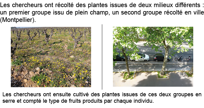 Les chercheurs ont r colt  des plantes issues de deux milieux diff rents : un premier groupe issu de plein champ, un    