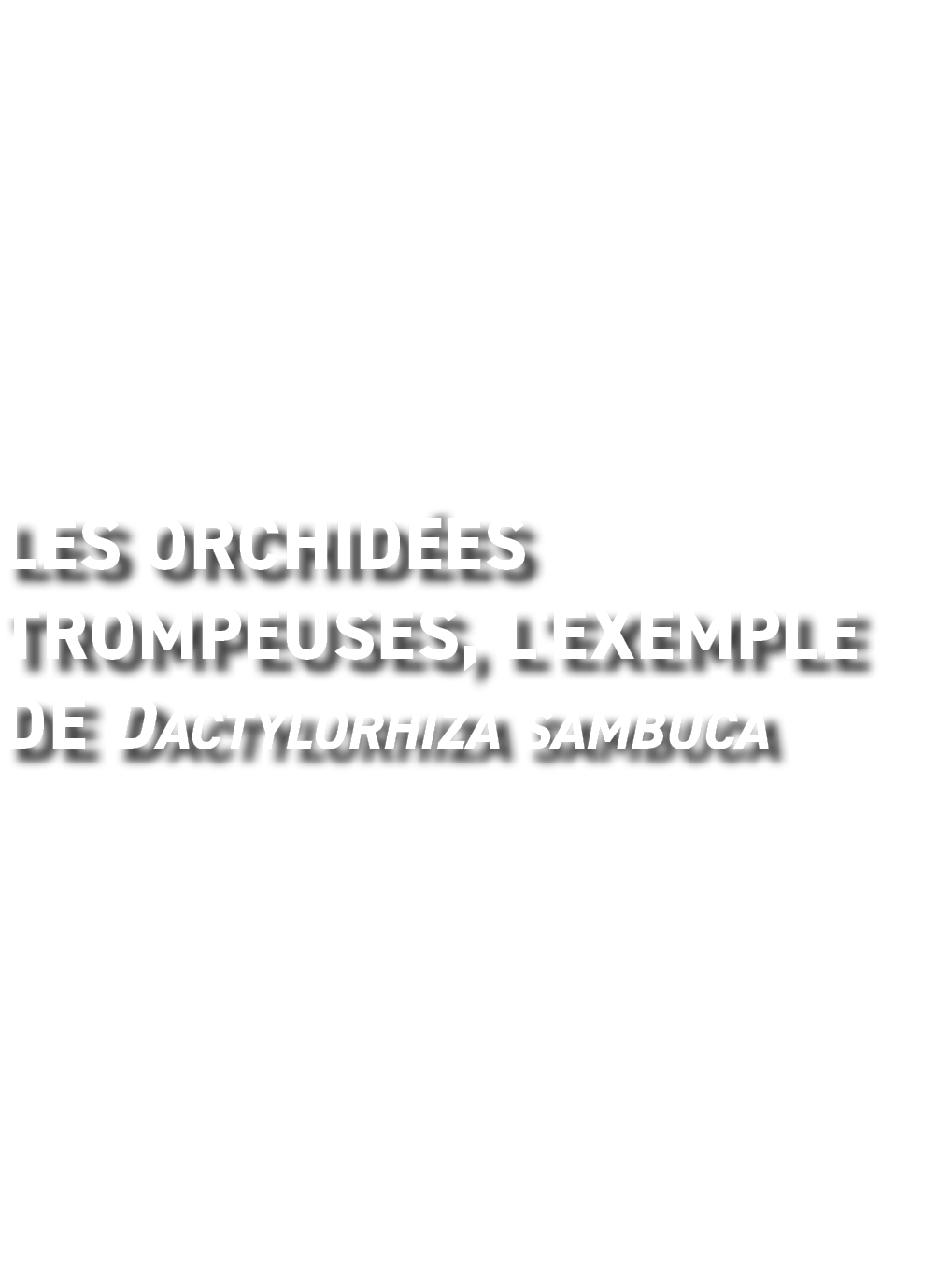 Les orchid es trompeuses, l'exemple de Dactylorhiza sambuca
