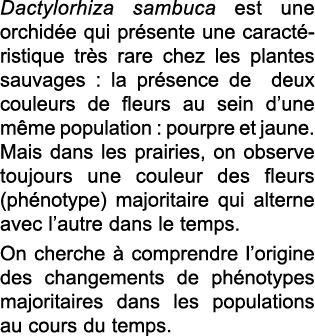 Dactylorhiza sambuca est une orchid e qui pr sente une caract ristique tr s rare chez les plantes sauvages : la pr se   