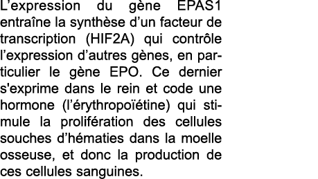L expression du g ne EPAS1 entra ne la synth se d un facteur de transcription (HIF2A) qui contr le l expression d aut   