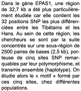Dans le g ne EPAS1, une r gion de 32,7 kb a  t  plus particuli rement  tudi e car elle contient les 32 positions SNP    