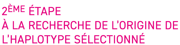 2 me  tape   la recherche de l origine de l haplotype s lectionn 