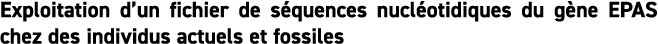 Exploitation d un fichier de s quences nucl otidiques du g ne EPAS chez des individus actuels et fossiles